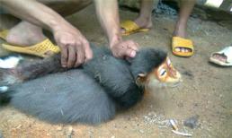 Kỷ luật 3 quân nhân, truy nã 2 đối tượng trong vụ giết Voọc quý