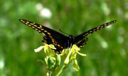 Thứ Hai của bạn (13/8/2012)