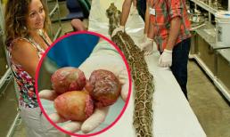 Phát hiện trăn Miến Điện khổng lồ mang thai 87 quả trứng