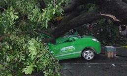 Bão, cây to đè nát taxi gây chết người