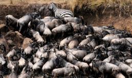 Cận cảnh "bữa tiệc" của cá sấu đói