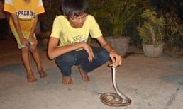 Phú Yên: Rắn độc liên tục bò vào nhà