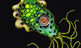 Kinh sợ: Sinh vật ăn não người xuất hiện tại VN