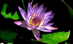 Chủ Nhật của bạn (5/8/2012)