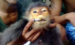 Đã bắt được đối tượng trực tiếp giết voọc quý