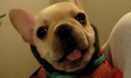 Chú chó biết nói 'I love you'