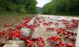 Video: Tuyệt đẹp hàng ngàn con cua đỏ bò trên đường