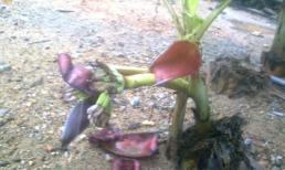 Gốc chuối… trổ buồng 5 nải