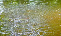 Mó nước lạ miền Tây trăm năm vẫn 'sôi'