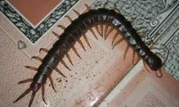 Rắn, rết khổng lồ theo nhau b&#242; v&#224;o nh&#224; d&#226;n