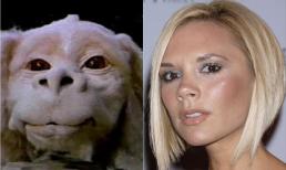 Sao bất ngờ giống tội phạm, đồ đạc, động vật