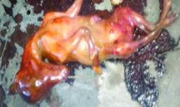 Kinh hoàng người phụ nữ đẻ ra... "ngựa" 