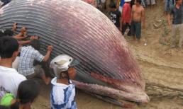 Cá voi nặng 7 tấn dạt vào biển Bình Thuận