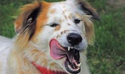 Tự cắt “của quý”, bị chó ăn mất luôn