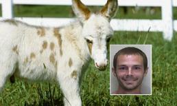 Quái đản kẻ chỉ thích "quan hệ" với... lừa và ngựa