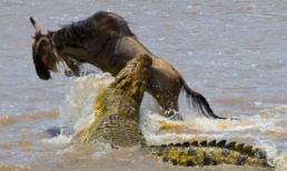 Những cảnh săn mồi rợn người của cá sấu