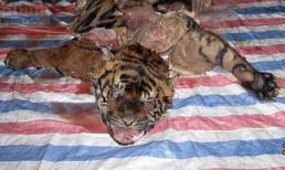 'Tận mục' chúa sơn lâm bị xẻ thịt dã man... nấu cao ở Việt Trì