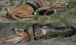 Cận cảnh những khoảnh khắc nuốt mồi ngoạn mục của loài trăn