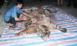 Vụ Đột kích ổ xẻ thịt hổ trong đêm: Ly kỳ màn đeo bám