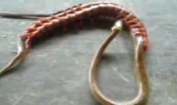 Pha vật lộn quyết tử của rắn và rết khổng lồ gây "sốt"