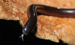 Loài rắn tí hon kỳ lạ ở Việt Nam