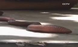 Video: Kinh hãi phát hiện giun đất khổng lồ dài 0,5 m