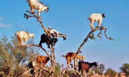 Những động vật "đến Thượng Đế cũng phải trầm trồ"