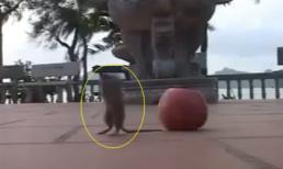 Tranh cãi "nảy lửa" về clip "chuột chắp tay lạy Phật"