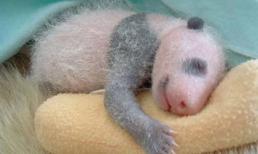 Chùm ảnh gấu trúc mới sinh cực độc