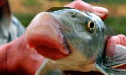 Những thú vui đáng giá cả gia tài của đại gia Việt