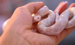 Giới trẻ Việt với thú chơi rắn sữa Honduras