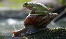 "Chuyện tình" ốc sên và nhái bén