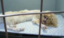 Những sinh vật kỳ dị mang khuôn mặt... "con người" 