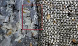 Đến lượt "sinh vật lạ" xuất hiện trong miếng rửa chén