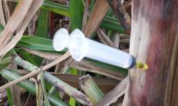 Kinh hoàng kim tiêm dính máu "găm" đầy ruộng mía