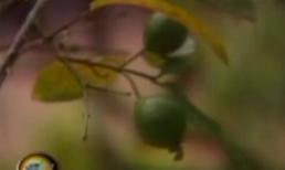 Cây ổi gãi là "cười" ở Thanh Hóa