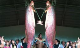 Bắt được cá huyết rồng nặng 70 kg ở An Giang