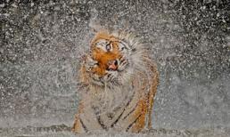 Những bức ảnh tự nhiên tuyệt đẹp đoạt giải năm 2012