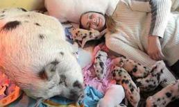 Cô gái ăn, ở với 40 con lợn