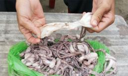 Đến lượt bạch tuộc bị làm giả