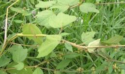 Cây gai - thuốc an thai