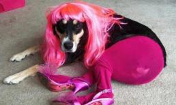 Ngã ngửa với chùm ảnh chế cực vui về động vật