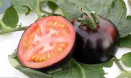 Cà chua đen có khả năng chống ung thư