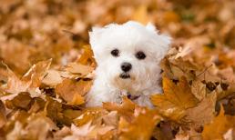 Những chú cún ngộ nghĩnh đắm mình vào mùa thu