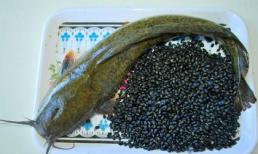 Cá trê chữa suy giảm tình dục