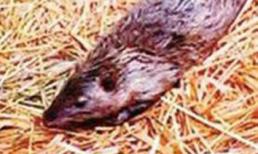 Bắt được chuột khổng lồ dài 1m nặng 5kg