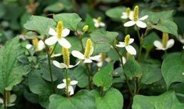 Cách chữa đau mắt đỏ bằng cây lá vườn nhà