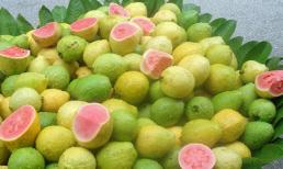 Công dụng tuyệt vời từ ổi