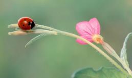 Thế giới đẹp như tranh vẽ của loài bọ rùa