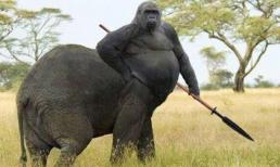 Ảnh chế: Con vật kỳ lạ nhất châu phi